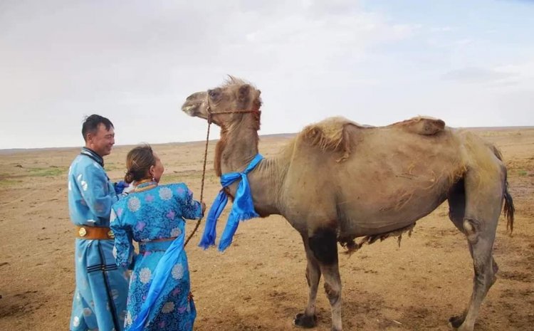 100 км-ын цаанаас нутгаа зорьсон тэмээ