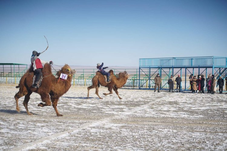 Тэмээн баярт 100 гаруй тэмээчид хурдан тэмээгээ сойн ирж оролцлоо