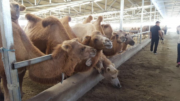 Урад говийн улаан тэмээ Орхич тэмээний сүүний аж үйлдвэрийн суурин 1000 ингэний суурин болно