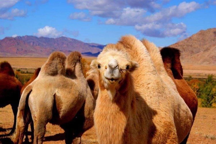 Тэмээн соёлоо сурталчлах Тэмээний уралдаан болно