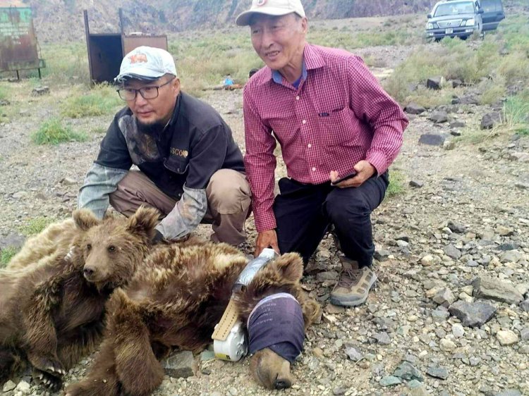 Мазаалай баавай хамгаалах цогц ажлын хүрээнд сансрын дохиолол бүхий хүзүүвчийг зүүв