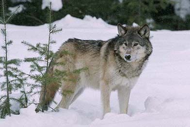 Саарал чонын агнуурыг тухайн бүсэд хориглох хүртэл арга хэмжээ авахыг мэдэгдэв