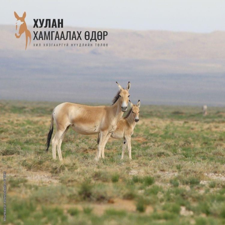 ӨНӨӨДӨР ХУЛАН ХАМГААЛАХ ӨДӨР