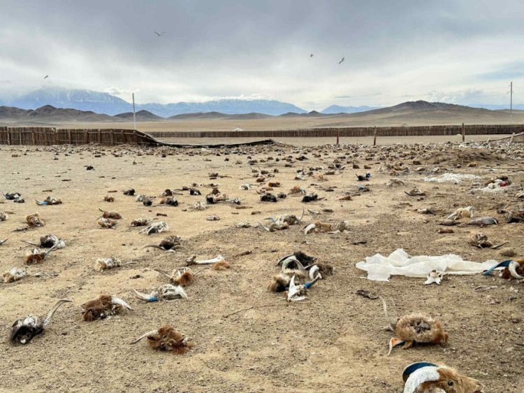 ЭНГИЙН БОЛОН АЮУЛТАЙ ХОГ ХАЯГДЛЫН БАЙДАЛД УЛСЫН ХЭМЖЭЭНД ХЯНАЛТ ШАЛГАЛТ ЯВАГДАЖ БАЙНА